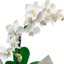 Mini Orquídea Rara & Lindt