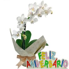 Mini Orquídea Rara Branca Feliz Aniversário