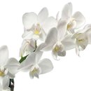Mini Orquídea Rara Branca Feliz Aniversário