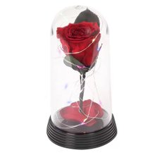 A Bela Rosa Encantada Estrelada