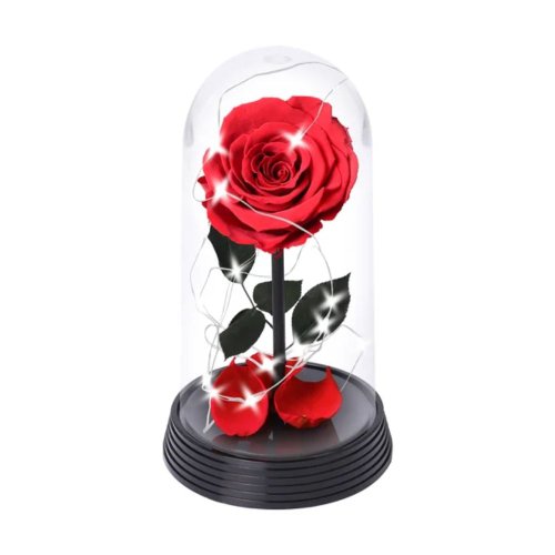 A Bela Rosa Encantada Estrelada