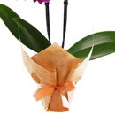 Mini Orquídea Rara lilás na sacola