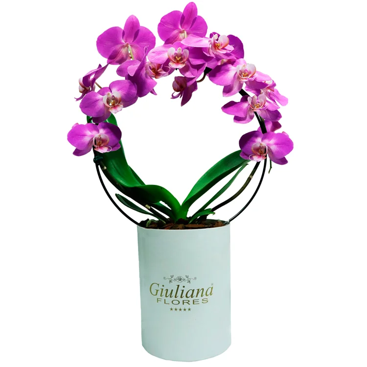 Orquídea Phalaenopsis Pink em Arco