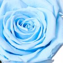 A Bela Rosa Encantada Azul Claro