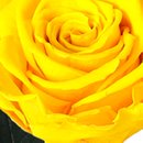 A Bela Rosa Encantada Amarela