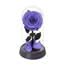 A Bela Rosa Encantada Lílas