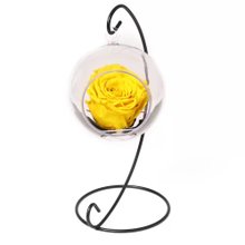 Pêndulo de Rosa Encantada Amarela