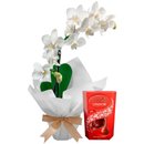 Mini Orquídea Rara e Caixa de Bombons Lindt