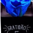 Rosa Encantada Azul Escura "Gratidão Por Você"