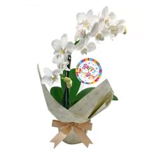 Mini Rara Branca e Placa Happy Birthday