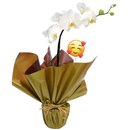 Orquídea Phalaenopsis Plantada Emoji Coraçãozinho