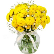 Brisa de Pinóquios Amarelos e Gypsophila