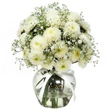 Brisa de Pinóquios Brancos e Gypsophila