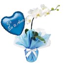 Orquídea Phalaenopsis Branca e Balão Vô Eu Te Amo Azul