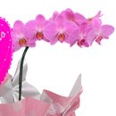 Orquídea Phalaenopsis Lilás e Balão Vó Eu Te Amo Pink