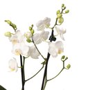 Mini Orquídea Mimo Branca