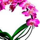 Orquídea Phalaenopsis Pink em Arco caixa Preta