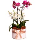 Sofisticadas Orquídeas Raras Brancas e Lilás