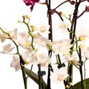 Sofisticadas Orquídeas Raras Brancas e Lilás