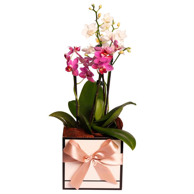 Linda Caixa de Orquídeas Mimo Brancas e Lilás