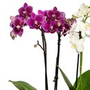 Maravilhosas Orquídeas Brancas e Lilás