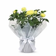 Vaso de Mini Rosa Amarela Plantada