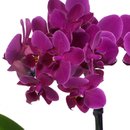 Mini Orquídea Rara lilás e Caixa Trufas Ofner 80g
