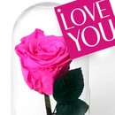 A Bela Rosa Encantada Pink Love You
