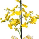 Mini Orquídea Chuva de Ouro e Alfajor Doce de Leite