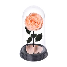 A Bela Rosa Encantada Champanhe