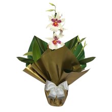 Orquídea Miltonia Plantada Branca
