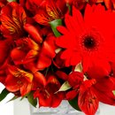 Delicadas Rosas Vermelhas e Astromélias no Box Aniversário