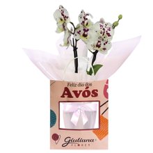 Orquídea Mini Rara Mesclada Presente para Avós