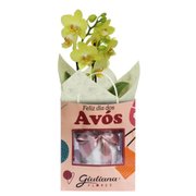 Orquídea Mini Rara Amarela Presente para Avós