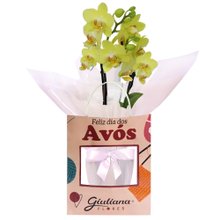 Orquídea Mini Rara Amarela Presente para Avós