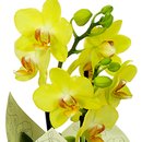 Orquídea Mini Rara Amarela Presente para Avós