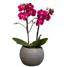 Formidável Orquídea Mini Rara Lilás