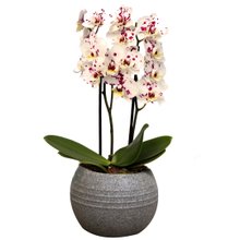 Formidável Orquídea Mini Rara Mesclada