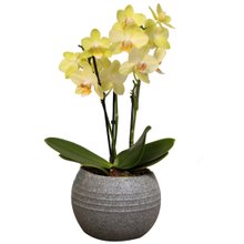 Formidável Orquídea Mini Rara Amarela