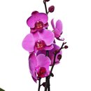 Orquídea Phalaenopsis Pink para Presente