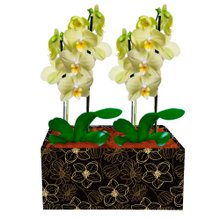 Dupla de Orquídeas Amarelas para Presente