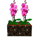 Dupla de Orquídeas Pink para Presente