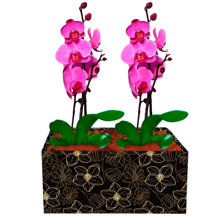 Dupla de Orquídeas Pink para Presente