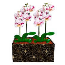 Dupla de Orquídeas Branca Mesclada para Presente