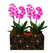 Dupla de Orquídeas Denphale para Presente