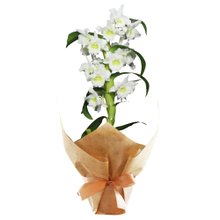 Orquídea Dendrobium Branca