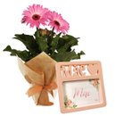Gérbera Plantada Pink para Presente