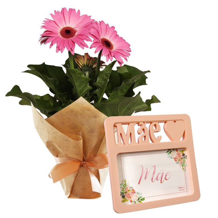 Gérbera Plantada Pink para Presente
