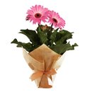 Gérbera Plantada Pink para Presente