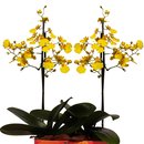 Dupla de Mini Orquídeas Chuva de Ouro Para Melhor Mãe